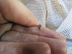 Etheostoma proeliare