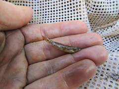 Etheostoma proeliare