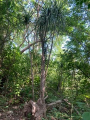 Beaucarnea