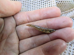 Etheostoma proeliare