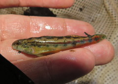 Etheostoma zonistium