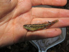 Etheostoma zonistium