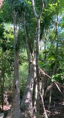 Beaucarnea