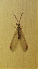 Nymphes modesta