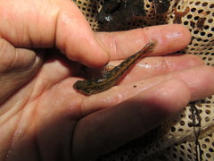 Etheostoma zonistium