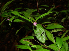 Palicourea apoda