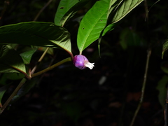 Palicourea apoda