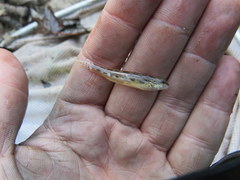 Etheostoma zonistium