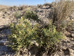 Nama carnosa