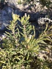 Nama carnosa