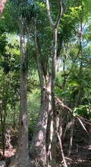 Beaucarnea
