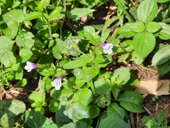 Torenia crustacea