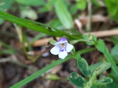 Torenia crustacea