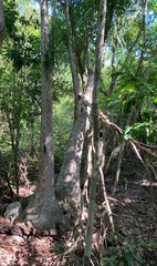 Beaucarnea