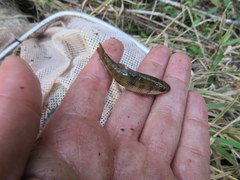 Erimyzon claviformis