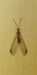 Nymphes modesta
