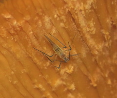 Calaphidina