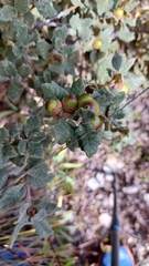 Quercus intricata