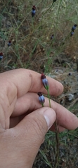 Porophyllum linaria