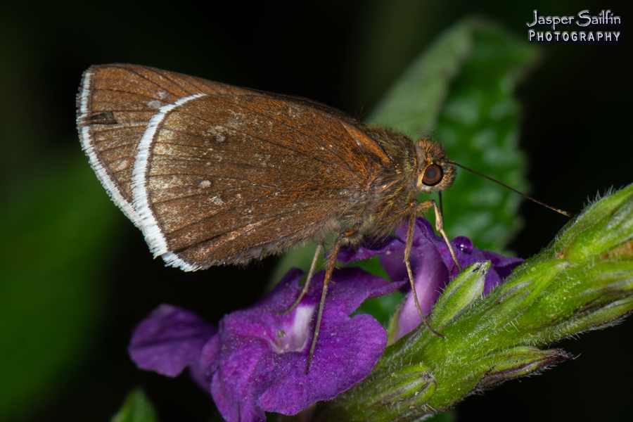 Enosis aphilos