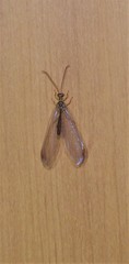 Nymphes modesta