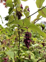 Leycesteria formosa