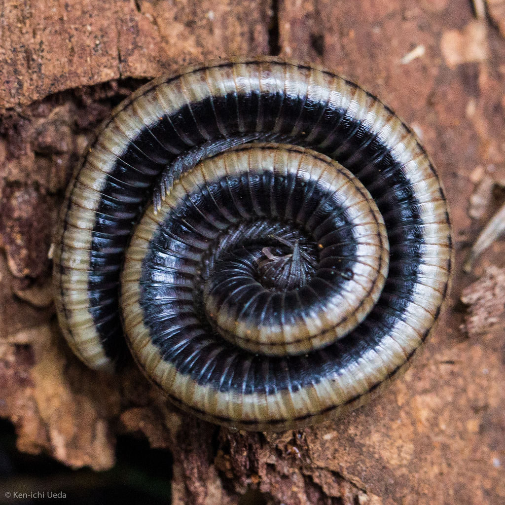 Yosemite Millipede