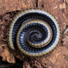 Californiulus yosemitensis