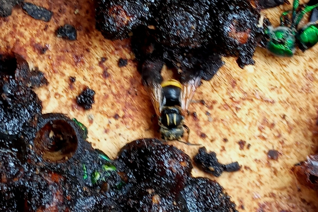 Hoplostelis bilineolata