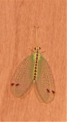 Norfolius howensis