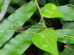Ceriagrion auranticum