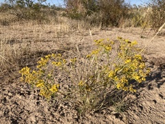 Sartwellia flaveriae