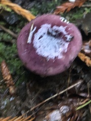 Russula zelleri