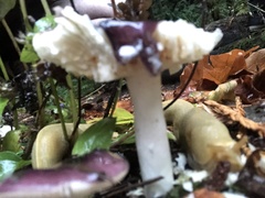 Russula zelleri