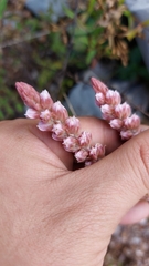 Villadia aristata