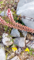 Villadia aristata