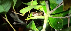 Eleutherodactylus coqui