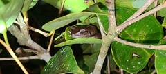 Eleutherodactylus coqui