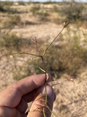Dicranocarpus parviflorus