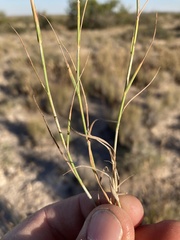 Bouteloua breviseta