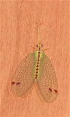 Norfolius howensis