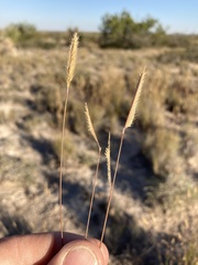 Bouteloua breviseta