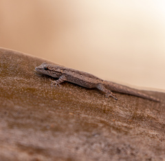 Lygodactylus klugei