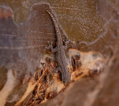 Lygodactylus klugei