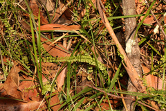 Lindsaea incisa