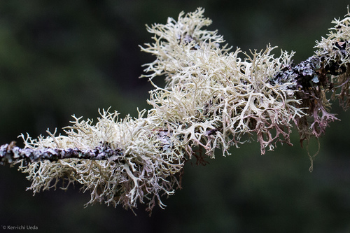 Sodinė briedragė nuotrauka