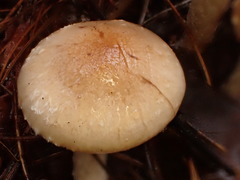 Pholiota lenta