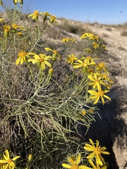 Senecio warnockii