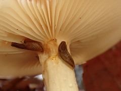 Pholiota lenta