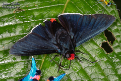 Pyrrhopyge phidias